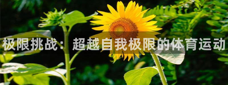 vsport体育官网下载招商电话地址查询：极限挑战：