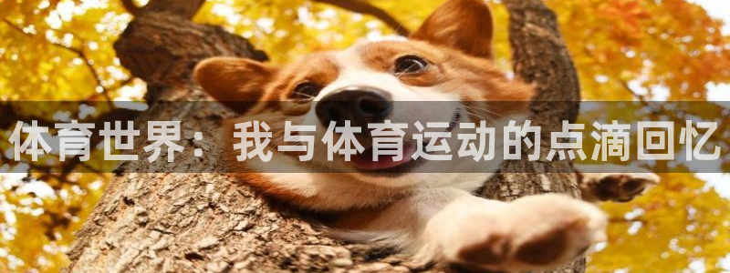 vsport体育官方正版app集团：体育世界：我与体育运动的